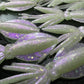 NEW SHAPE 2.75" Ika (Squid) Alpha Obake 4 pack. (Glow)