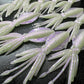 NEW SHAPE 2.75" Ika (Squid) Alpha Obake 4 pack. (Glow)