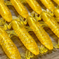 Golden Mantis Shrimp. 7 pack