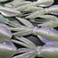 NEW SHAPE 2.75" Ika (Squid) Alpha Obake 4 pack. (Glow)