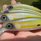 4.5" Oama Diver.