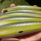 4.5" Oama Diver.