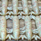 Natural1 Mantis Shrimp. 7 pack