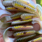 Final Run Oama-R Grubs. 10 pack