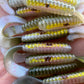 Final Run Oama-R Grubs. 10 pack