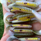 Final Run Oama-R Grubs. 10 pack