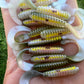 Final Run Oama-R Grubs. 10 pack