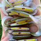 Final Run Oama-R Grubs. 10 pack