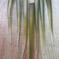LIMITED One time drop. Hand Painted Oama-R Papio Strips. 10 pack