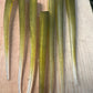 LIMITED One time drop. Hand Painted Oama-R Papio Strips. 10 pack