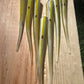 LIMITED One time drop. Hand Painted Oama-R Papio Strips. 10 pack