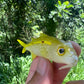 4" Weke Soft bait.