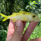 4" Weke Soft bait.