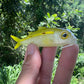 4" Weke Soft bait.