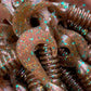 Mint Chocolate (Chameleon) Chargers. Packs of 8