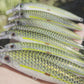 4.5" Viper Green Oama Papio Diver. Sold with hooks and hardware.
