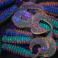Uv Tri-Colored Hinalea Charger.