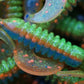 Tri-Hinalea MAXX Chargers.