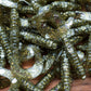 Electric Hotmess Grubs. 25 Pack