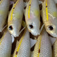 4" Custom Oama Soft bait. Sold individually.