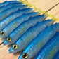 6" Exclusive Opelu Custom Soft bait.
