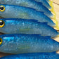 6" Exclusive Opelu Custom Soft bait.
