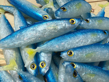 6" Opelu Custom Soft bait.