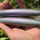 6" Disco Obake Oama. Papio Diver XL