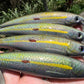 6" Hologram Oama Papio Diver XL with hooks and hardware.