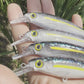 Limited 4.5" Sardine Papio Diver.