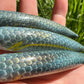 Limited 4.5" Kaiyo Viper Papio Diver.