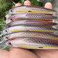 4.5" Pink Top Oama set of 2 Papio Divers with hooks.