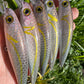 Limited 4.5" Kali Viper Papio Diver.