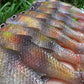 4" Moana Softbait.