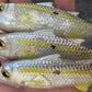 4" Custom Oama Silver Top Soft bait. Sold Individually.