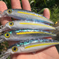 Limited 4.5" Sardine Papio Diver.