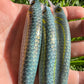 Limited 4.5" Kaiyo Viper Papio Diver.