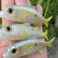 4" Custom Oama Silver Top Soft bait. Sold Individually.