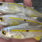 4" Custom Oama Silver Top Soft bait. Sold Individually.