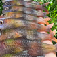 4" Moana Softbait.