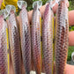 4.5" Pink Top Oama set of 2 Papio Divers with hooks.
