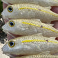 4" GLOAMA Custom. Sold individually.