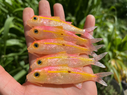 4" Pink Lemonade Oama Softbait. Sold individually.