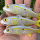 4" Custom Oama Silver Top Soft bait. Sold Individually.