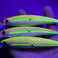 4.5" Viper ROCKER full UV Papio Diver Oama. Sold with hooks and hardware.
