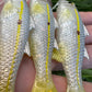 4" Custom Oama Silver Top Soft bait. Sold Individually.
