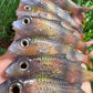 4" Moana Softbait.
