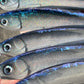NEW 6" Sardine Diver.