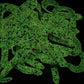 Mauna Loa Glow Grubs UV.