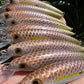 4.5" Viper Weke, Papio Diver. Hooks and split rings included.